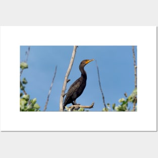 Double-crested Cormorant Perching On a Tree Branch Posters and Art